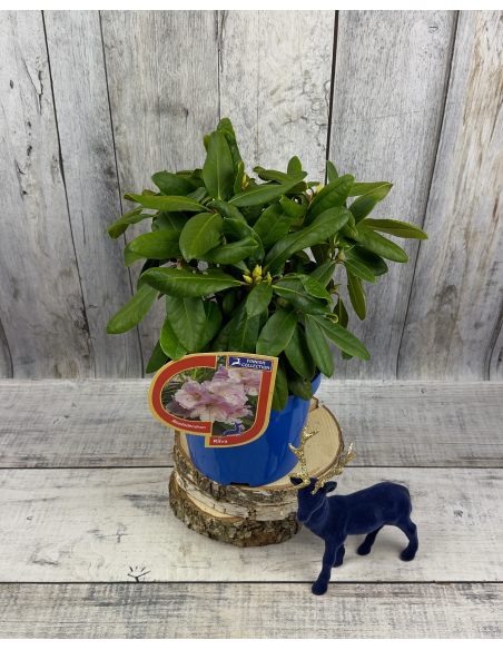 'Ritva' - różanecznik wielkokwiatowy
Rhododendron hybridum 'Ritva'
('Haaga' × campanulatum)