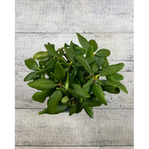 'Ritva' - różanecznik wielkokwiatowy
Rhododendron hybridum 'Ritva'
('Haaga' × campanulatum)