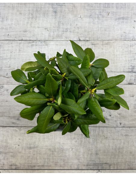 'Ritva' - różanecznik wielkokwiatowy
Rhododendron hybridum 'Ritva'
('Haaga' × campanulatum)