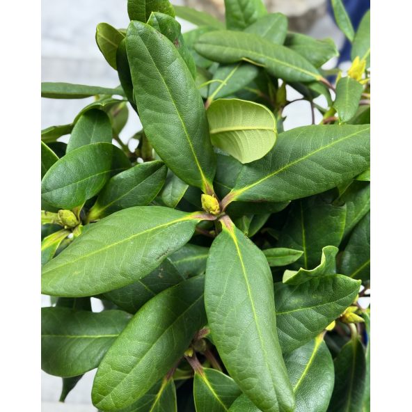 'Ritva' - różanecznik wielkokwiatowy
Rhododendron hybridum 'Ritva'
('Haaga' × campanulatum)