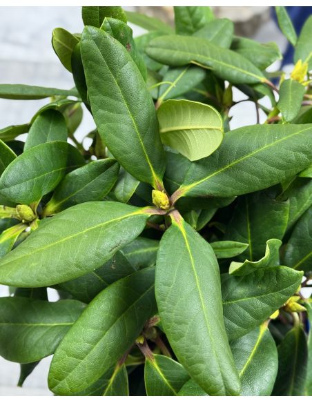 'Ritva' - różanecznik wielkokwiatowy
Rhododendron hybridum 'Ritva'
('Haaga' × campanulatum)