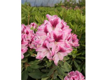 'Děvín' - różanecznik wielkokwiatowy
Rhododendron hybridum 'Děvín'