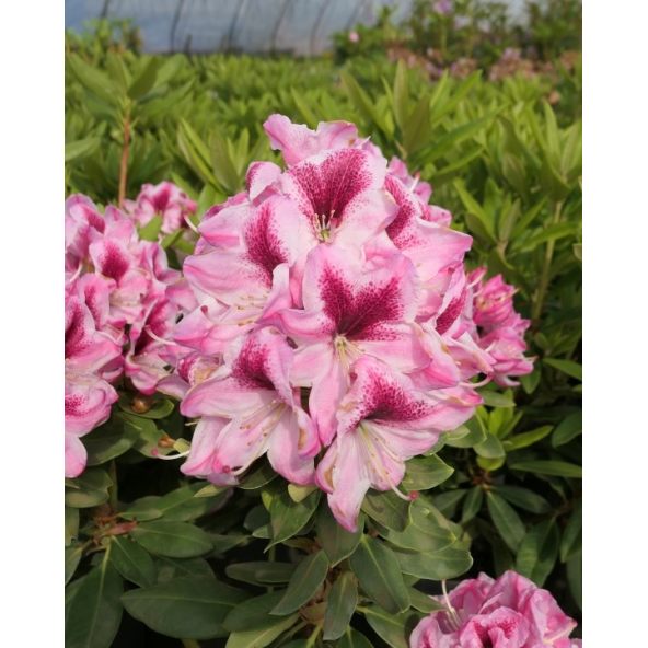 'Děvín' - różanecznik wielkokwiatowy
Rhododendron hybridum 'Děvín'