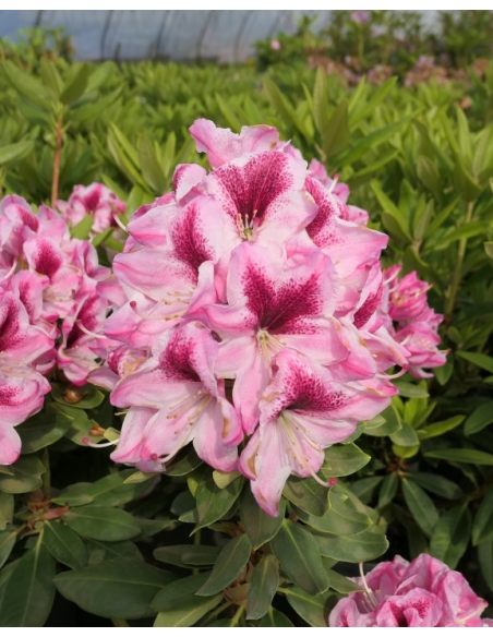 'Děvín' - różanecznik wielkokwiatowy
Rhododendron hybridum 'Děvín'