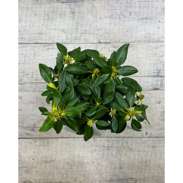 'Děvín' - różanecznik wielkokwiatowy
Rhododendron hybridum 'Děvín'