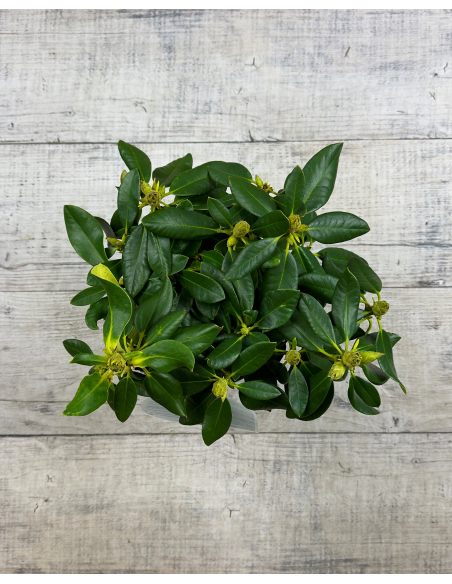 'Děvín' - różanecznik wielkokwiatowy
Rhododendron hybridum 'Děvín'