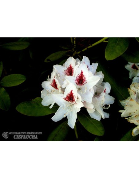 Różanecznik Schneeauge Różanecznik Schneeauge