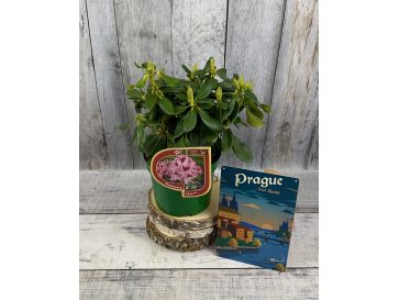 'Děvín' - różanecznik wielkokwiatowy
Rhododendron hybridum 'Děvín' 2