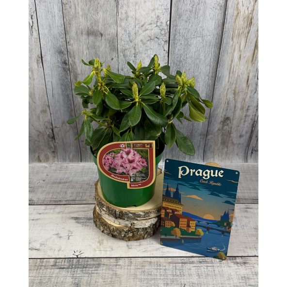 'Děvín' - różanecznik wielkokwiatowy
Rhododendron hybridum 'Děvín'