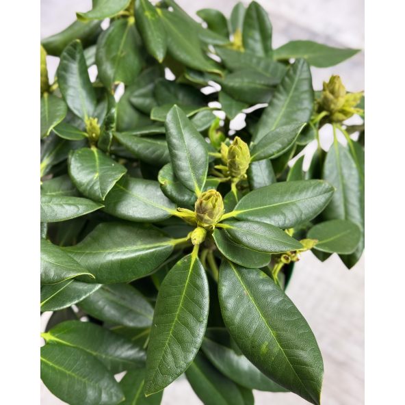 'Děvín' - różanecznik wielkokwiatowy
Rhododendron hybridum 'Děvín'