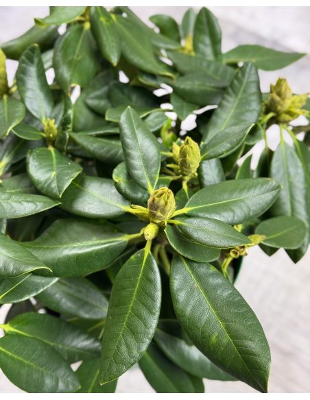 'Děvín' - różanecznik wielkokwiatowy
Rhododendron hybridum 'Děvín'