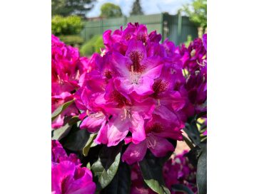 Ještěd PBR - różanecznik wielkokwiatowy
Rhododendron hybridum 'Ještěd' PBR