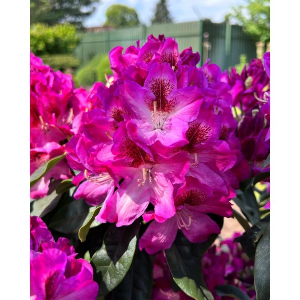 Ještěd PBR - różanecznik wielkokwiatowy
Rhododendron hybridum 'Ještěd' PBR