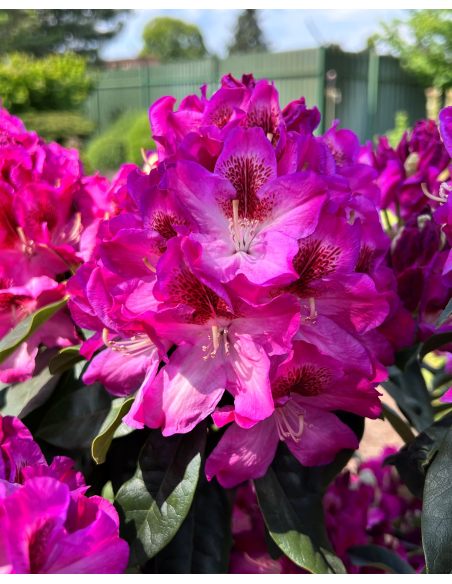 Ještěd PBR - różanecznik wielkokwiatowy
Rhododendron hybridum 'Ještěd' PBR