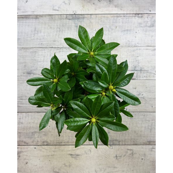 Ještěd PBR - różanecznik wielkokwiatowy
Rhododendron hybridum 'Ještěd' PBR