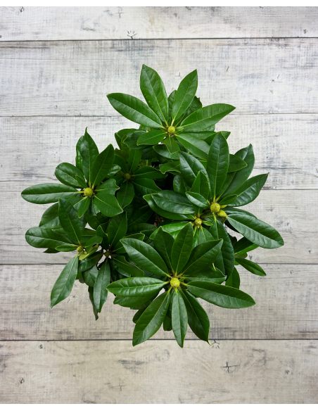 Ještěd PBR - różanecznik wielkokwiatowy
Rhododendron hybridum 'Ještěd' PBR