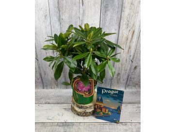 Ještěd PBR - różanecznik wielkokwiatowy
Rhododendron hybridum 'Ještěd' PBR 2