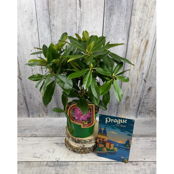 Ještěd PBR - różanecznik wielkokwiatowy
Rhododendron hybridum 'Ještěd' PBR
