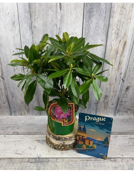 Ještěd PBR - różanecznik wielkokwiatowy
Rhododendron hybridum 'Ještěd' PBR