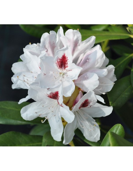 Różanecznik Schneeauge Różanecznik Schneeauge