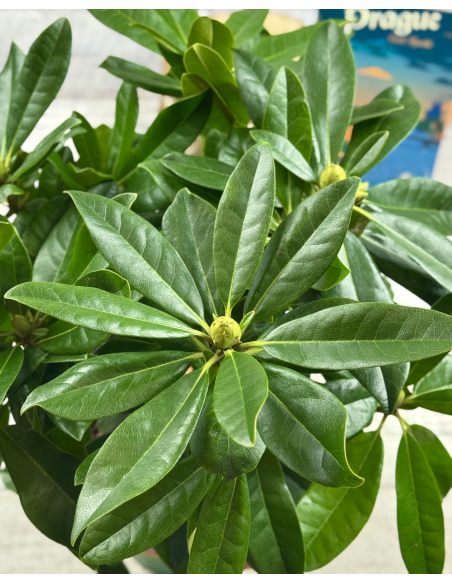 Ještěd PBR - różanecznik wielkokwiatowy
Rhododendron hybridum 'Ještěd' PBR