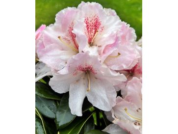 'Koda' - różanecznik wielkokwiatowy
Rhododendron fortunei - hybrid 'Koda'