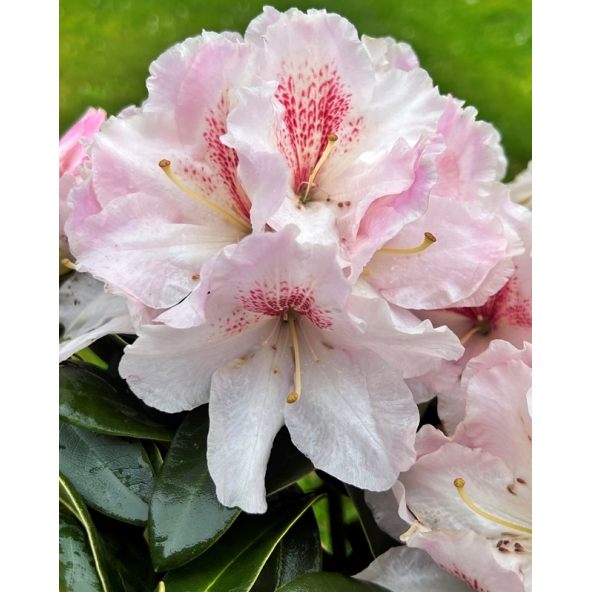 'Koda' - różanecznik wielkokwiatowy
Rhododendron fortunei - hybrid 'Koda'