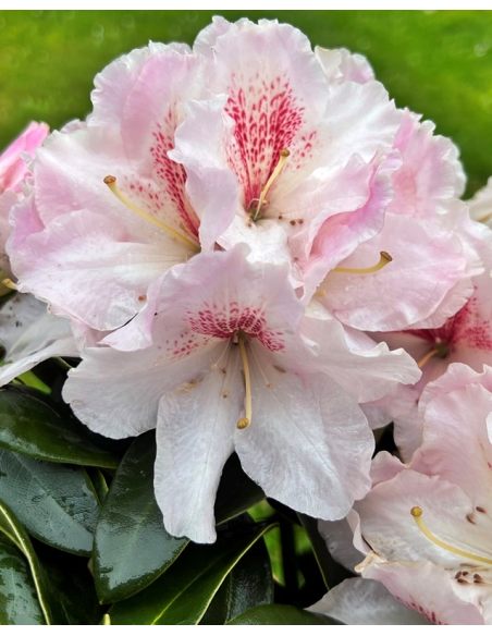 'Koda' - różanecznik wielkokwiatowy
Rhododendron fortunei - hybrid 'Koda'