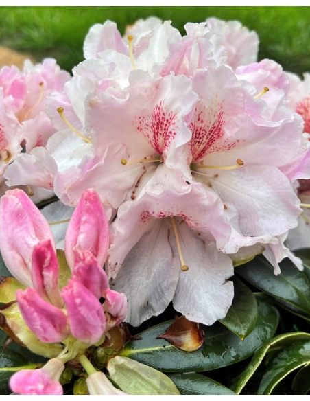 'Koda' - różanecznik wielkokwiatowy
Rhododendron fortunei - hybrid 'Koda'