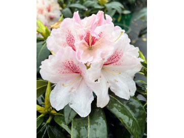 'Koda' - różanecznik wielkokwiatowy
Rhododendron fortunei - hybrid 'Koda' 2