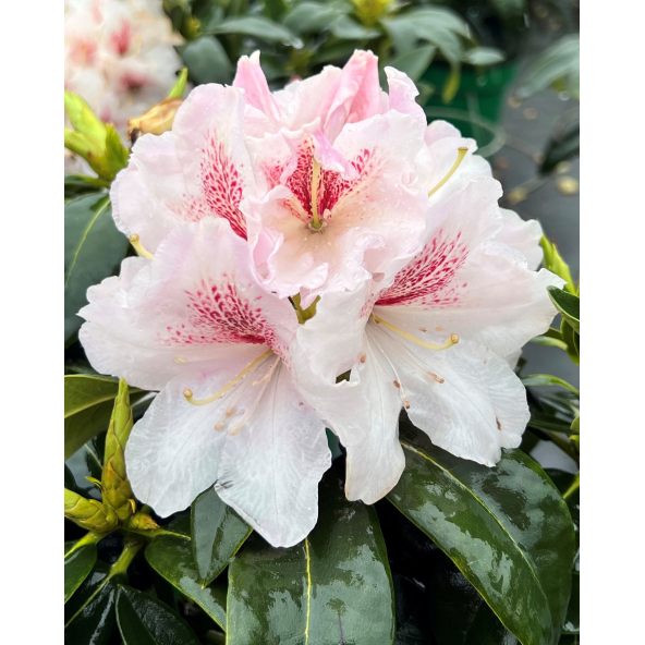 'Koda' - różanecznik wielkokwiatowy
Rhododendron fortunei - hybrid 'Koda'