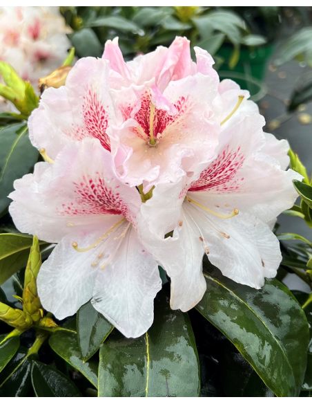 'Koda' - różanecznik wielkokwiatowy
Rhododendron fortunei - hybrid 'Koda'