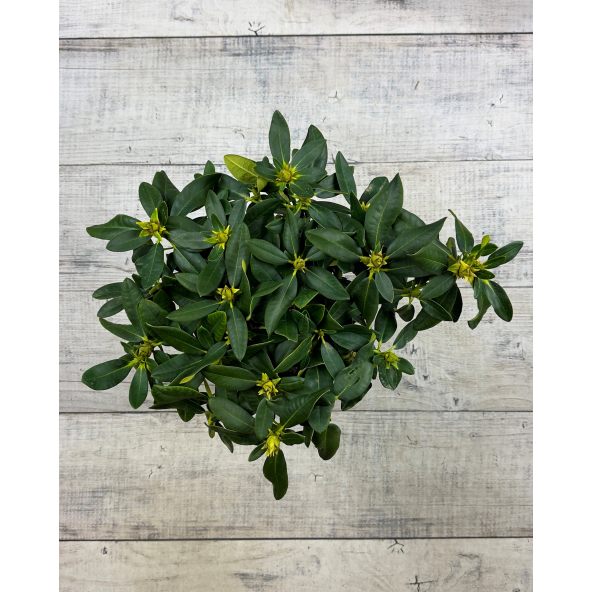 'Koda' - różanecznik wielkokwiatowy
Rhododendron fortunei - hybrid 'Koda'