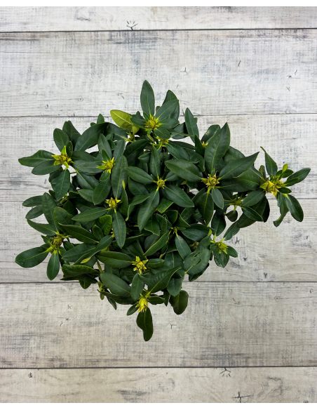 'Koda' - różanecznik wielkokwiatowy
Rhododendron fortunei - hybrid 'Koda'