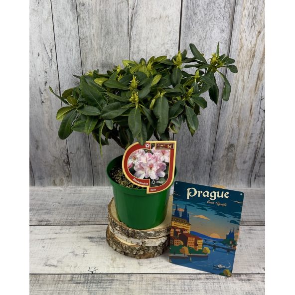 'Koda' - różanecznik wielkokwiatowy
Rhododendron fortunei - hybrid 'Koda'