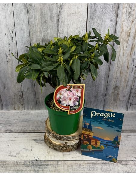 'Koda' - różanecznik wielkokwiatowy
Rhododendron fortunei - hybrid 'Koda'