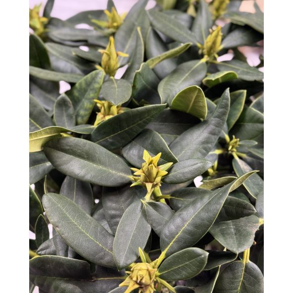 'Koda' - różanecznik wielkokwiatowy
Rhododendron fortunei - hybrid 'Koda'