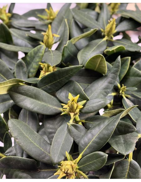 'Koda' - różanecznik wielkokwiatowy
Rhododendron fortunei - hybrid 'Koda'