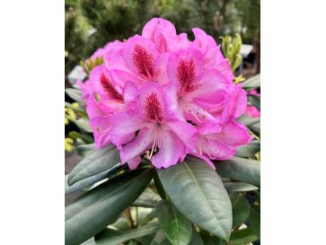 'Vyšehrad' - różanecznik wielkokwiatowy
Rhododendron hybridum 'Vyšehrad'