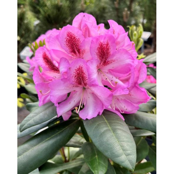 'Vyšehrad' - różanecznik wielkokwiatowy
Rhododendron hybridum 'Vyšehrad'