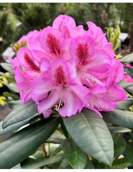 'Vyšehrad' - różanecznik wielkokwiatowy
Rhododendron hybridum 'Vyšehrad'