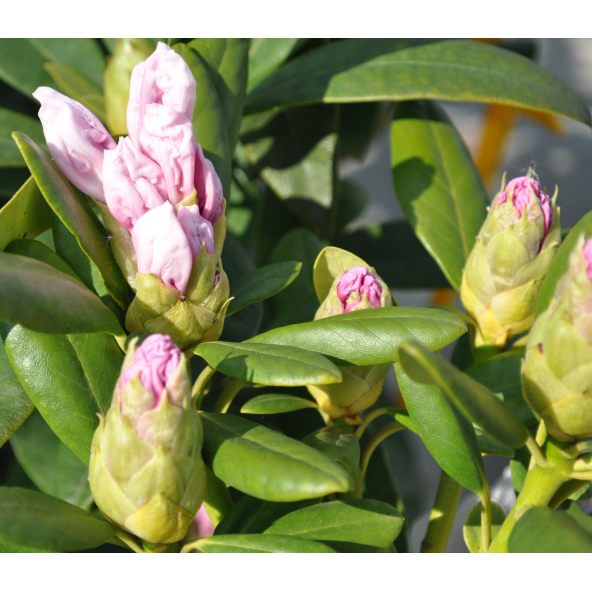 Różanecznik Schneeauge