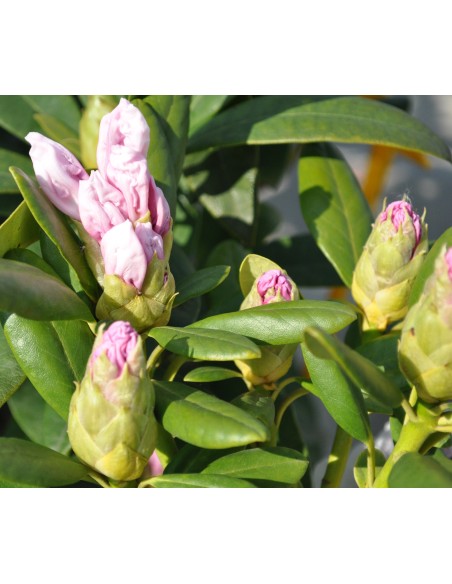 Różanecznik Schneeauge Różanecznik Schneeauge