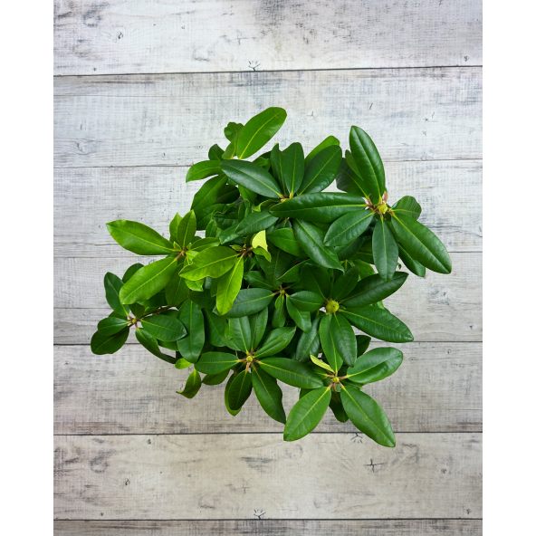 'Vyšehrad' - różanecznik wielkokwiatowy
Rhododendron hybridum 'Vyšehrad'