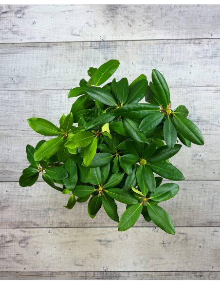 'Vyšehrad' - różanecznik wielkokwiatowy
Rhododendron hybridum 'Vyšehrad'