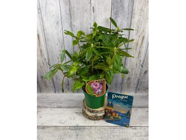 'Vyšehrad' - różanecznik wielkokwiatowy
Rhododendron hybridum 'Vyšehrad' 2