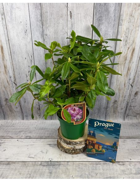 'Vyšehrad' - różanecznik wielkokwiatowy
Rhododendron hybridum 'Vyšehrad'