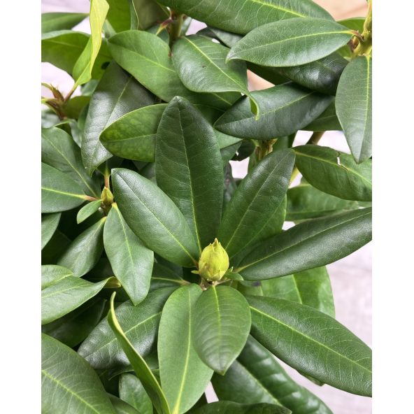 'Vyšehrad' - różanecznik wielkokwiatowy
Rhododendron hybridum 'Vyšehrad'