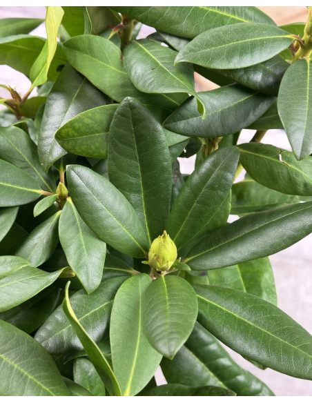 'Vyšehrad' - różanecznik wielkokwiatowy
Rhododendron hybridum 'Vyšehrad'