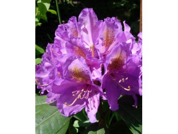 'Blutopia' - różanecznik wielkokwiatowy
Rhododendron hybridum 'Blutopia'